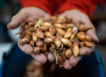 Az őszi vetések időszaka van a kiskertekben