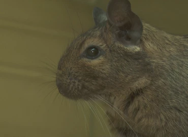 Gondoljuk jól végig, ha kisállatot szeretnénk ajándékozni