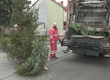 Elkezdődött a kidobott karácsonyfák begyűjtése Nagykanizsán