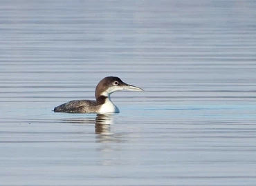 Madárszenzáció: jeges búvár lubickolt a Balatonban