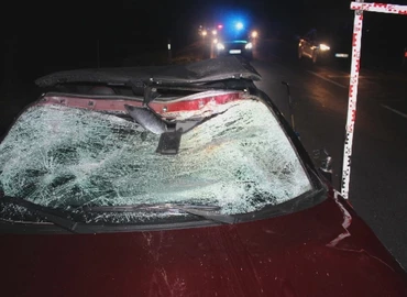 Megszaporodtak a vadelütések Zalában