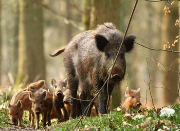 Óvatosan túrázzunk, ellenek a vaddisznók