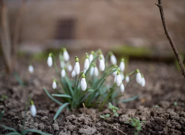 Lassan, de érkezik a tavasz, éled a természet