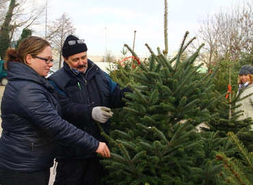 Mi az, hogy nyugdíjasfa…?