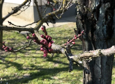 Megviseli a növényeket is a hőmérséklet-ingadozás