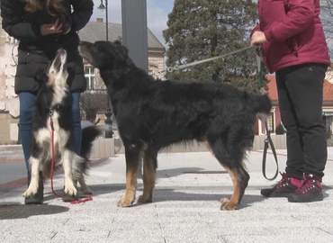 Óvjuk kedvenceinket a kullancsoktól