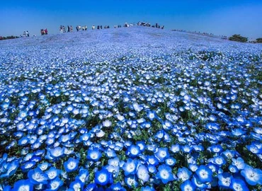 A virágos növények mindössze 7 százalékát érzékeli kéknek az emberi szem 