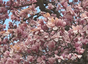 Virágba borult a magnólia