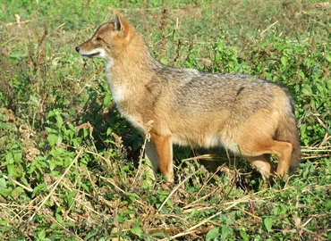 Egyre több az aranysakál