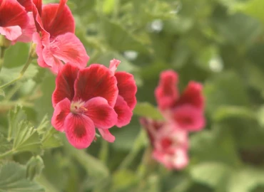 A szélsőséges időjárás miatt nagy figyelmet igényelnek a dísznövények