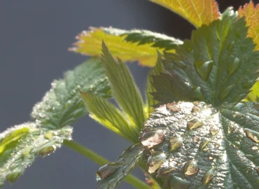 A környezetvédelem fontosságára hívja fel a figyelmet a Föld napja