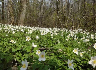 Április utolsó napjaiban is változékony lesz az időjárás 