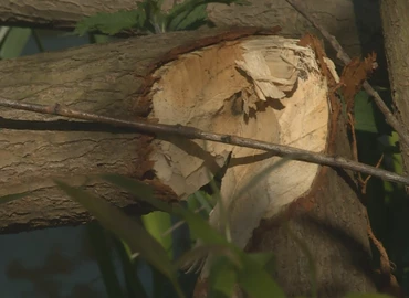 A Csónakázó-tónál is megjelentek a hódok