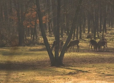 Fiatalok az európai erdőkben