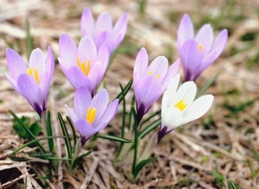 Meteorológiai szolgálat: a hétvégén igazi tavasz lesz