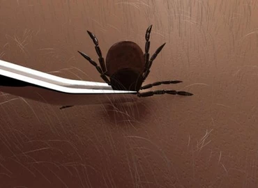 Kullancsszövetség: a kullancsok fele fertőz