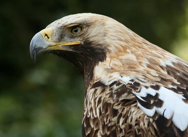 Natura 2000 díjat nyert a parlagi sasokat védő magyarországi projekt