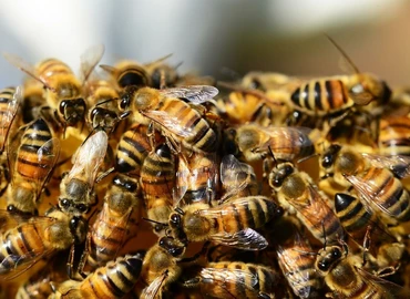 Méhek és darazsak okozta veszélyek