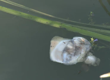 Kagylótetemek úsznak a Csótó vízén