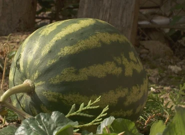 Virágzik az ibolya és beérett a dinnye