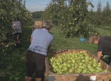 Már megjelent a boltok polcain a dél-zalai körte