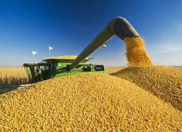 Kukoricából 7 tonna átlaghozamra számítanak a zalai gazdák