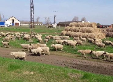 Mintegy 63 milliárd forint keretösszeggel jelentetett meg vidékfejlesztési pályázatokat az agrártárca