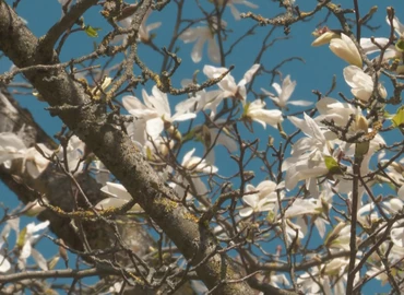 Egyre inkább népbetegségnek mondható a pollenallergia 