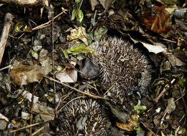 A sünök védelmére szólít fel a tavaszi kerti munkák idején az MME