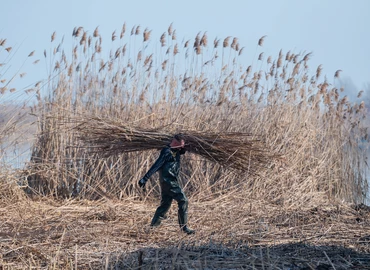Nádaratás a Balatonnál