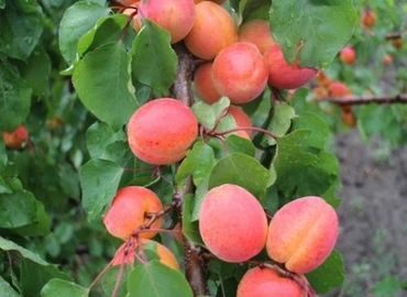 Az idén végre lesz hazai kajszi- és őszibarack