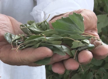 Kiemelt szerep jut ősszel is a gyógynövényeknek az egészségmegőrzésben 