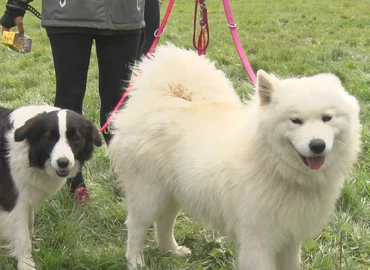 Kutyák és gazdáik közösen futották körbe a hétvégén a Csónakázó-tavat