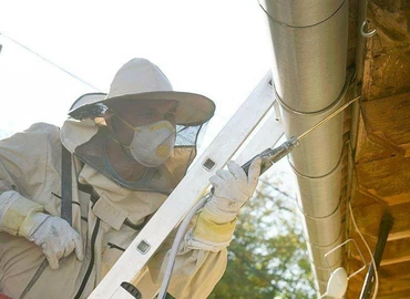 Darázsirtás, bízza szakemberre!