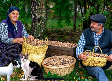 Jó diótermés várható az idén