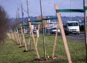 Fasort ültetett az E.ON Zalaegerszegen