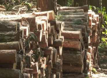 Fiatal zalai szakember lett az év erdésze 