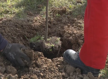 Folytatja a munkát a Via Kanizsa a vörösfenyősorral a 7-es elkerülőnél