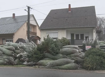 Idén is nagy az igény a surdi fenyőre