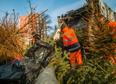 85 lakás egy hónapnyi melege - Negyven tonna kidobott fenyőfát égetnek el a pécsi erőműben