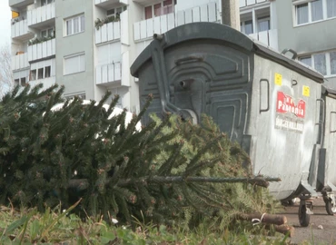 Jövő héten kezdik el a fenyőhulladék elszállítását 