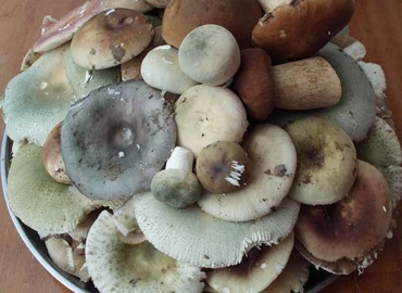  A csapadékos időjárás meghosszabbíthatja a gombaszezont 