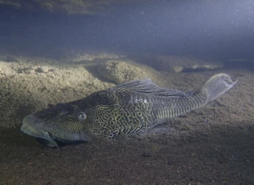 A Hévízi-tó „új” halfaja a párducmintás vértesharcsa (Pterygoplichthys disjunctivus)