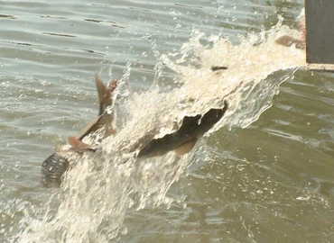 Újabb haltelepítés volt a Csónakázó-tónál