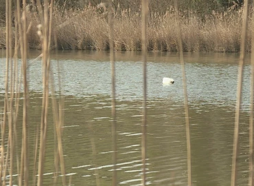 Több, mesterségesen kihelyezett süllőfészken vannak ikrák a Csónakázó-tóban