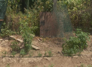 A növényeket is megviseli a nagy meleg