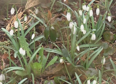A hóvirágok, a tavasz első hírnökei