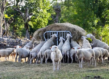 Egy felmérés szerint a közepesnél gyengébb a magyar cégek innovációs teljesítménye