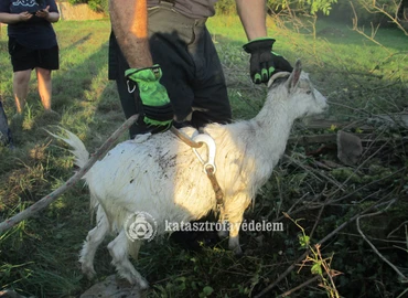 Kútból, tetőről, medencéből mentették a tűzoltók: kutya, macska, kecske, csikó, szarvasmarha és őz