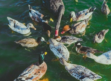 Márciusban nyit a keszthelyi madárpark